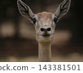 Female Deer in Rural East Texas Safari 143381501