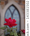 Close up of Red Rose With Stained Glass Window in Background 143381502