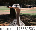 Large Flightless Bird in Rural Safari Park 143381503