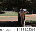 Large Flightless Bird in Rural Safari Park 143381504
