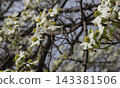 Dogwood Tree Growing In Historic Oakwood Cemetery in Tyler TX 143381506