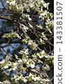 Dogwood Tree Growing In Historic Oakwood Cemetery in Tyler TX 143381507