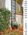 Autumn garden entrance with ivy, potted plant and black metal gate. Concept of seasonality, garden, nature, architecture, decoration and outdoor area. 143381580