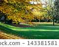 Golden leaves frame a green park lawn beneath trees in autumn. Concept of seasonality, nature, recreation, landscape, foliage, sunlight, and parkland. 143381581