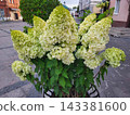 A lush, beautiful, large bush of flowering white panicle hydrangea. The concept of love, March 8, Valentine s Day. 143381600