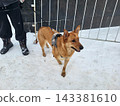 In the snow, a red haired intelligent dog is standing on a leash. 143381610