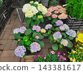 Colorful hydrangeas are standing on the pavement for sale. 143381617