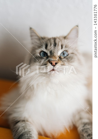 Vertical portrait of Neva masquerade cat with blue eyes relaxing on a bright yellow couch, presenting domestic pet comfort and feline companionship. Vertical portrait of Neva masquerade cat with blue eyes relaxing on a bright yellow couch, presenting domestic pet comfort and feline companionship. 143381776