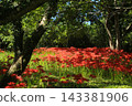 Spider lilies on the Irida riverbed in Shimanto City, Kochi Prefecture 143381906