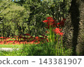 Spider lilies on the Irida riverbed in Shimanto City, Kochi Prefecture 143381907