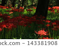 Spider lilies on the Irida riverbed in Shimanto City, Kochi Prefecture 143381908