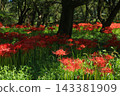 Spider lilies on the Irida riverbed in Shimanto City, Kochi Prefecture 143381909