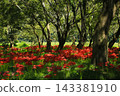 Spider lilies on the Irida riverbed in Shimanto City, Kochi Prefecture 143381910