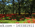 Spider lilies on the Irida riverbed in Shimanto City, Kochi Prefecture 143381911