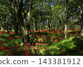 Spider lilies on the Irida riverbed in Shimanto City, Kochi Prefecture 143381912