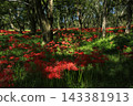 Spider lilies on the Irida riverbed in Shimanto City, Kochi Prefecture 143381913