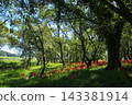 Spider lilies on the Irida riverbed in Shimanto City, Kochi Prefecture 143381914