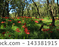 Spider lilies on the Irida riverbed in Shimanto City, Kochi Prefecture 143381915