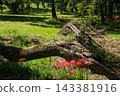 Spider lilies on the Irida riverbed in Shimanto City, Kochi Prefecture 143381916
