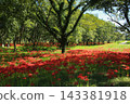 Spider lilies on the Irida riverbed in Shimanto City, Kochi Prefecture 143381918