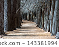 Scenic forest path between massive ancient trees in Victoria Island 143381994