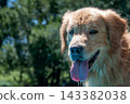 Close-up portrait of a happy golden retriever dog with wet fur 143382038