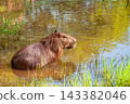Wild capybara resting in the shallow water of a natural river bank 143382046