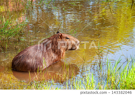 Wild capybara resting in the shallow water of a natural river bank Wild capybara resting in the shallow water of a natural river bank 143382046