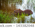 Wild capybara swimming through green reeds in a natural wetland 143382048