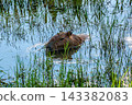 Wild capybara submerged in water surrounded by green marsh plants 143382083