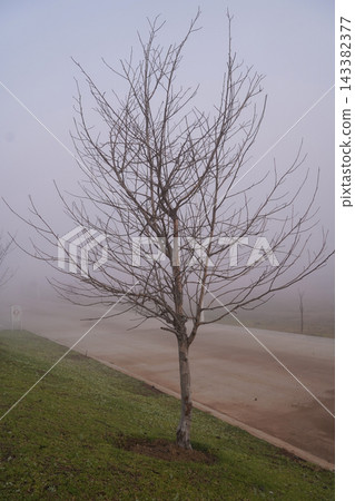 Leafless tree standing alone on misty roadside Leafless tree standing alone on misty roadside 143382377