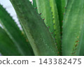Green cactus with red spines closeup 143382475