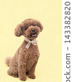 坐玩具貴賓犬 143382820