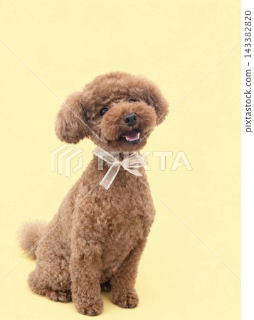 坐玩具貴賓犬 143382820
