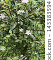 White azalea flower 143383594
