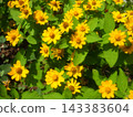 Melanpojome 143383604