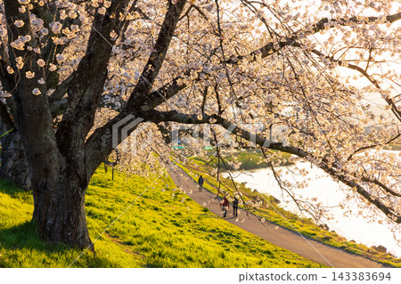 Miyagi Prefecture in Spring: One of Japan's Top 100 Cherry Blossom Viewing Spots - A Thousand Cherry Trees at Sunset along the Shiraishi River Embankment Miyagi Prefecture in Spring: One of Japan's Top 100 Cherry Blossom Viewing Spots - A Thousand Cherry Trees at Sunset along the Shiraishi River Embankment 143383694