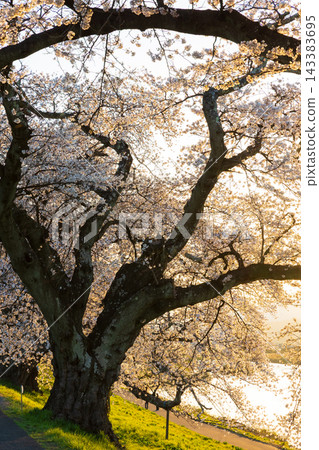 Miyagi Prefecture in Spring: One of Japan's Top 100 Cherry Blossom Viewing Spots - A Thousand Cherry Trees at Sunset along the Shiraishi River Embankment Miyagi Prefecture in Spring: One of Japan's Top 100 Cherry Blossom Viewing Spots - A Thousand Cherry Trees at Sunset along the Shiraishi River Embankment 143383695
