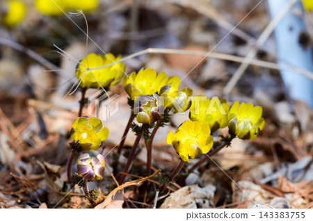 Group of yellow amur adonis flowers blooming in spring forest with buds and brown dry grass background. 143383755