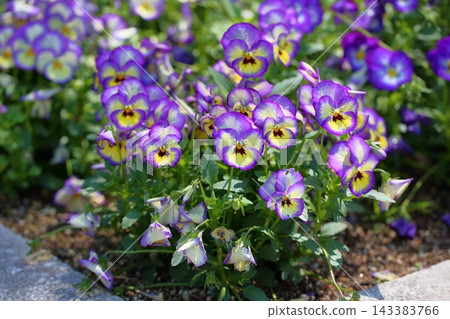 Refreshing viola flowers Refreshing viola flowers 143383766