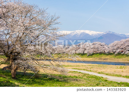 Miyagi Prefecture in Spring: One of Japan's Top 100 Cherry Blossom Viewing Spots - The Shiroishi River Embankment with its Thousand Cherry Trees in Full Bloom and the Zao Mountain Range Miyagi Prefecture in Spring: One of Japan's Top 100 Cherry Blossom Viewing Spots - The Shiroishi River Embankment with its Thousand Cherry Trees in Full Bloom and the Zao Mountain Range 143383920
