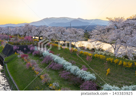 春日宮城縣:日本百大賞櫻勝地之一-黃昏時分的白石川堤岸,千棵櫻花樹與藏王山脈交相輝映。 春日宮城縣:日本百大賞櫻勝地之一-黃昏時分的白石川堤岸,千棵櫻花樹與藏王山脈交相輝映。 143383925