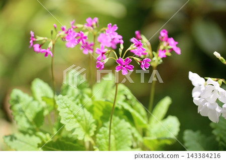 Cute primrose flowers, Nanjing primroses Cute primrose flowers, Nanjing primroses 143384216