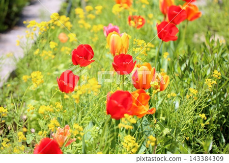 可愛的鬱金香花 可愛的鬱金香花 143384309