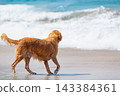 Happy golden retriever have fun on the beach. Run across the sea edge and happy play. Capturing joy, energy, and the excitement of a playful beach adventure. 143384361