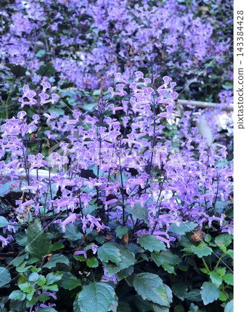 初夏花園裡盛開的紫色花朵 初夏花園裡盛開的紫色花朵 143384428