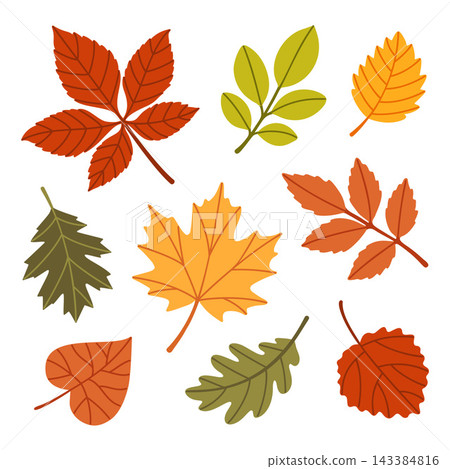 Autumn Leaves Isolated Flat Vector Elements Botanical Clipart Set Autumn Leaves Isolated Flat Vector Elements Botanical Clipart Set 143384816