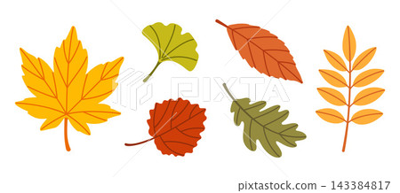 Autumn Leaves Isolated Flat Vector Elements Pack Botanical Set 143384817