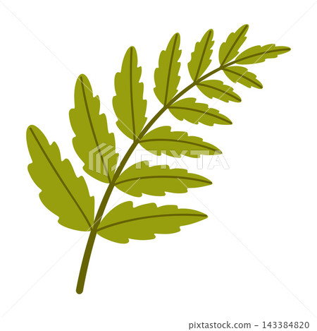 Green Fern Branch Isolated Vector Element Flat Style Graphic Green Fern Branch Isolated Vector Element Flat Style Graphic 143384820
