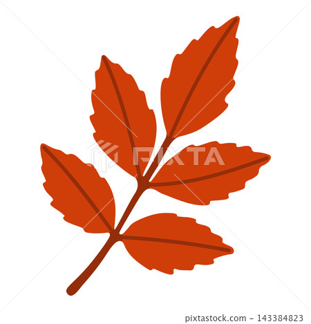 Orange Rowan Branch Isolated Vector Element Flat Style Graphic Orange Rowan Branch Isolated Vector Element Flat Style Graphic 143384823